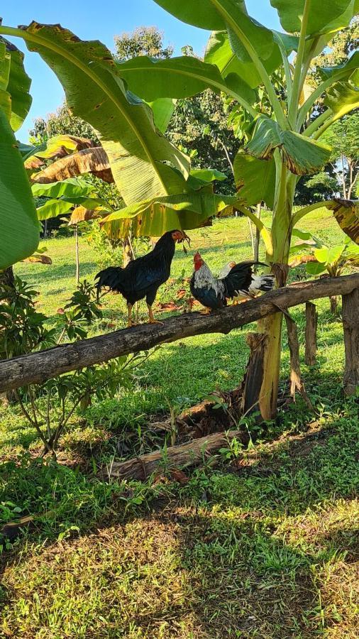 True Nature Chiang Mai - Yoga & Meditation Homestay Retreat Exterior foto